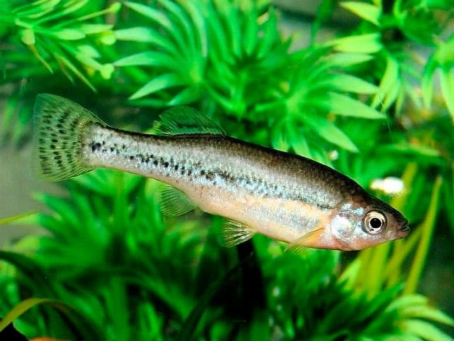 илиодон илиодон