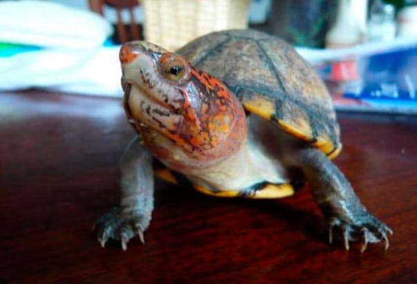 иловая красноватая черепаха иловая красноватая черепаха