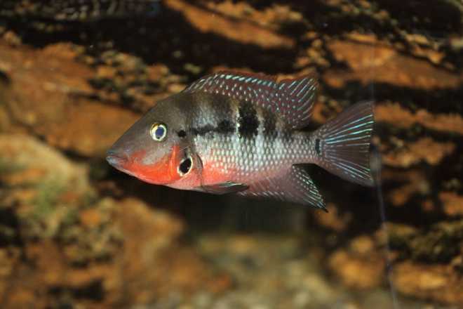 Цихлазома меека в аквариуме Цихлазома меека в аквариуме