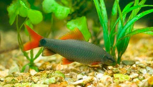 интерьер в аквариуме с лабео интерьер в аквариуме с лабео