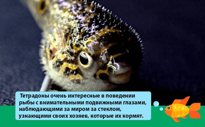 тетрадон особенности тетрадон особенности