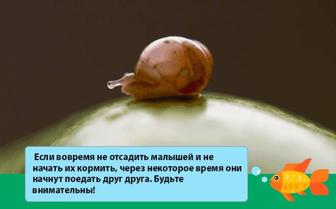 маленькие ахатины маленькие ахатины