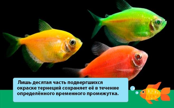 карамелька продолжительность жизни карамелька продолжительность жизни