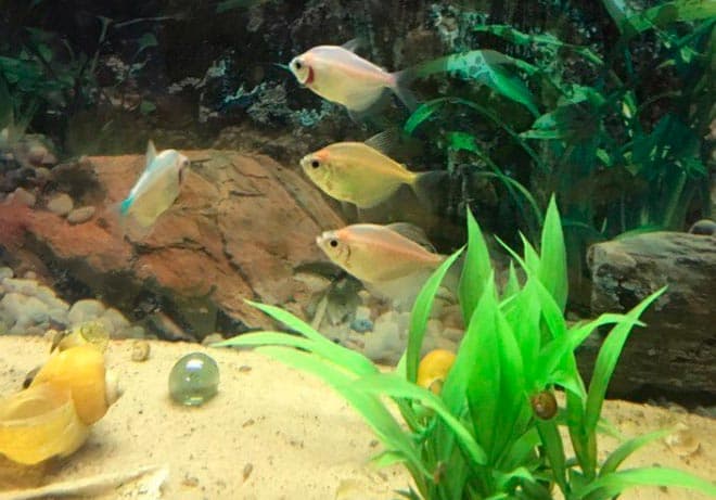 карамельки тернеции карамельки тернеции