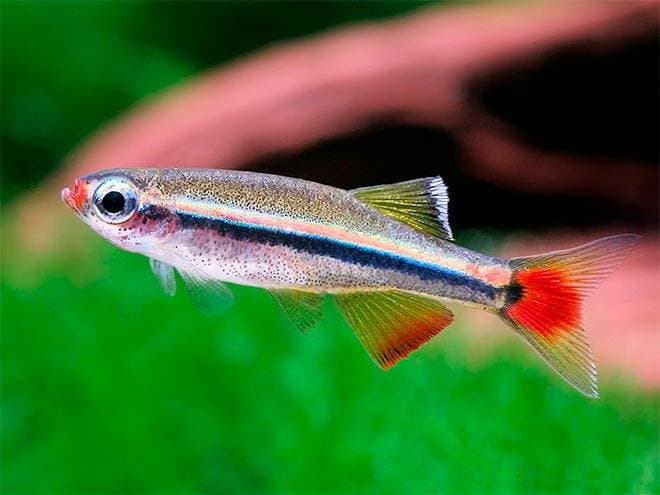 кардинал рыбка кардинал рыбка