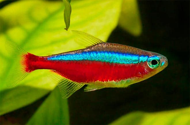кардинальская тетра кардинальская тетра