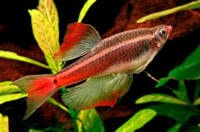 кардиналы кардиналы