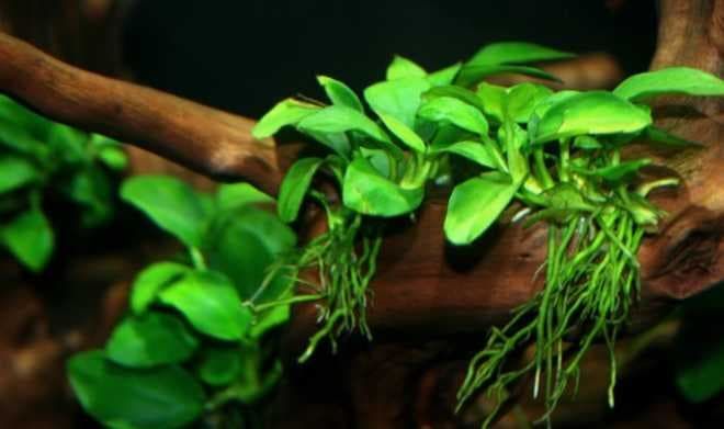 карликовый анубис карликовый анубис