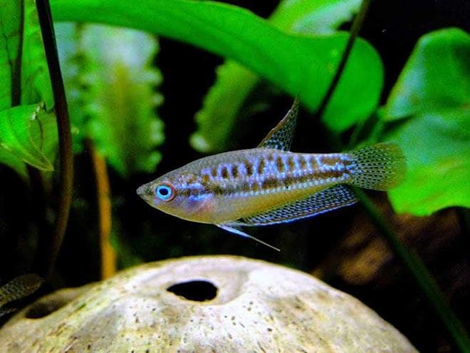 карликовый гурами карликовый гурами