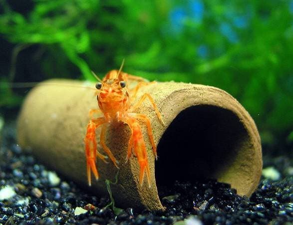 Карликовый рак