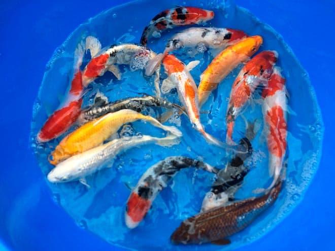 карп кои карп кои