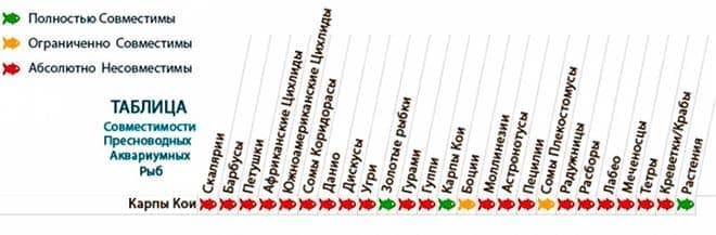карп кои совместимость карп кои совместимость