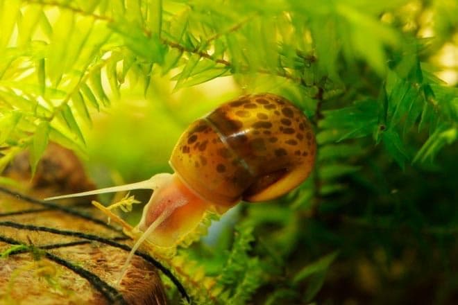 катушка катушка