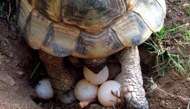 кладка черепахи кладка черепахи
