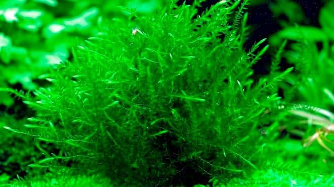 ключевой мох ключевой мох