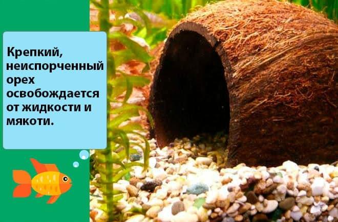 кокос кокос