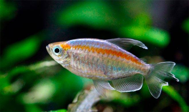конго тетра конго тетра