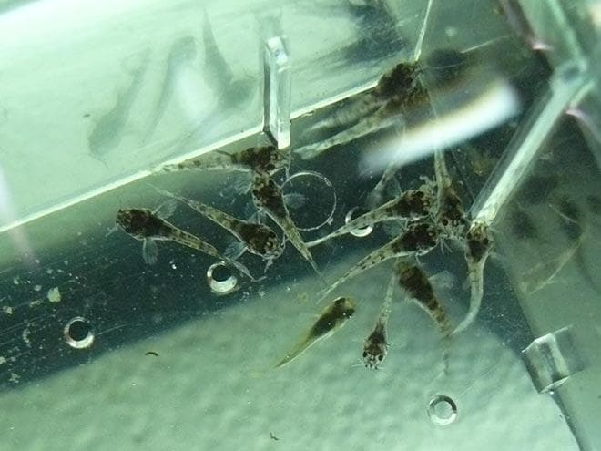 мальки Штербы мальки Штербы