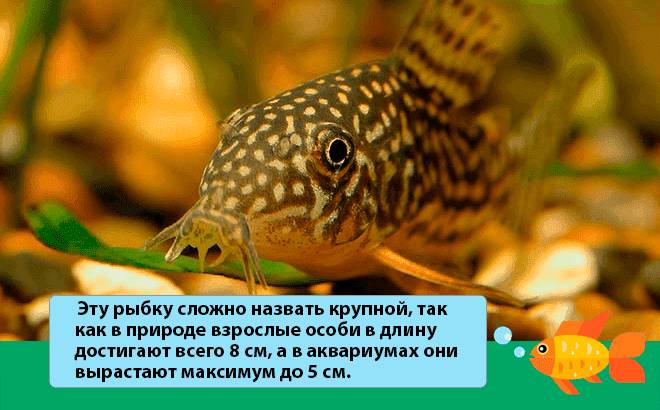 Коридорас Штерба внешний вид Коридорас Штерба внешний вид