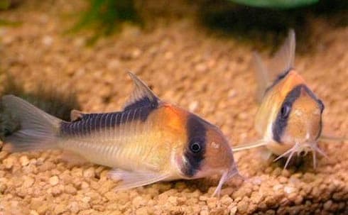 коридорас адольфи коридорас адольфи