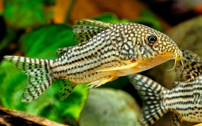 коридорас штерба коридорас штерба