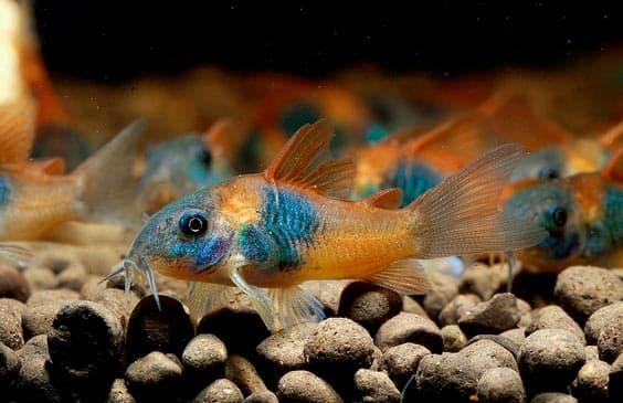 коридорас венесуэлла коридорас венесуэлла