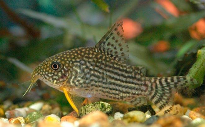 коридорас коридорас