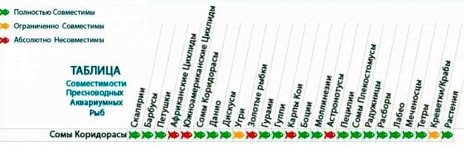 коридорасы совместимость