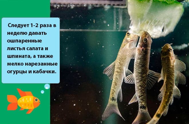 кормление кормление