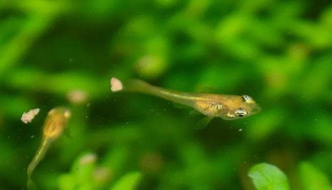 сбалансированное питание для гуппи сбалансированное питание для гуппи