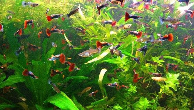 кормление гуппи кормление гуппи