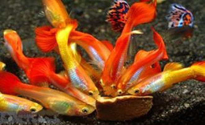 разнообразный рацион гуппи разнообразный рацион гуппи