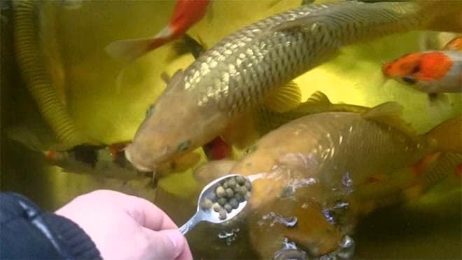 кормление карпов кои кормление карпов кои