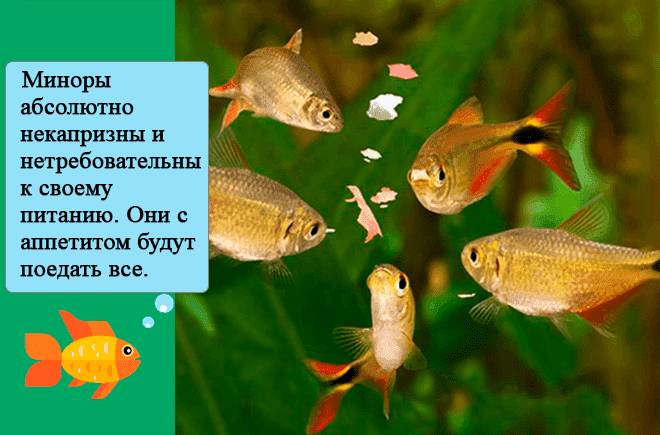 кормление миноров кормление миноров