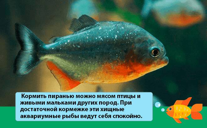 кормление пираньи кормление пираньи