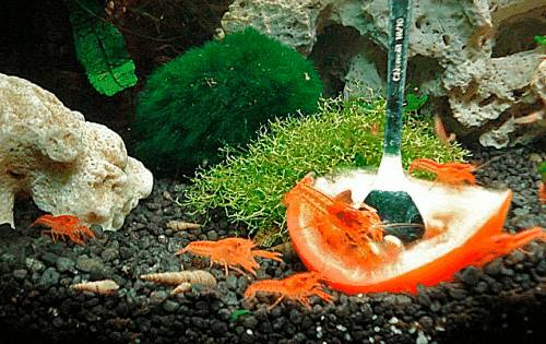 кормление раков кормление раков