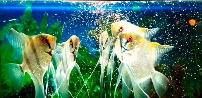 кормление рыбок кормление рыбок