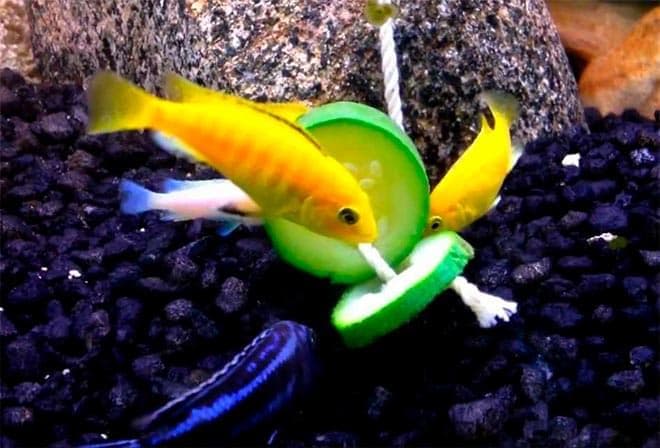 кормление цихлид кормление цихлид