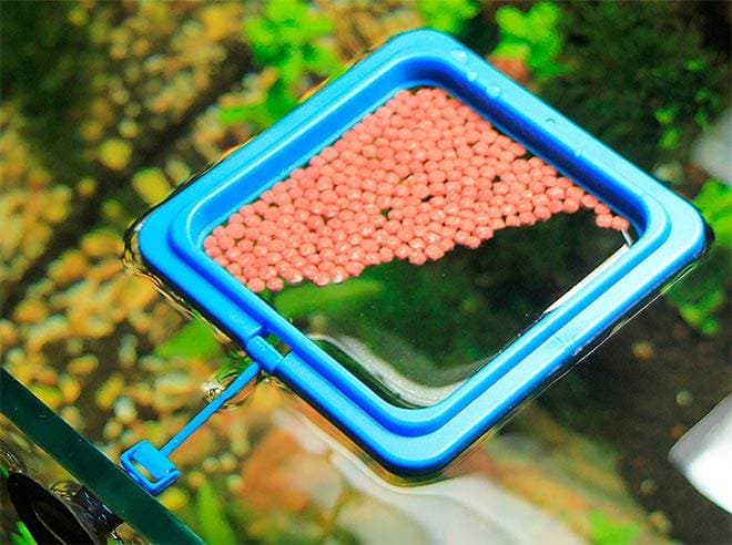 Кормушка для рыб на поверхности воды Кормушка для рыб на поверхности воды