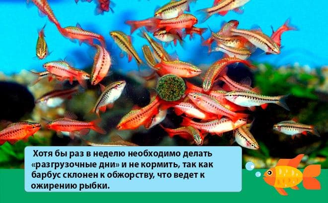 кормление вишневого барбуса кормление вишневого барбуса