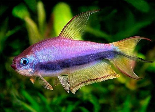 королевская тетра королевская тетра