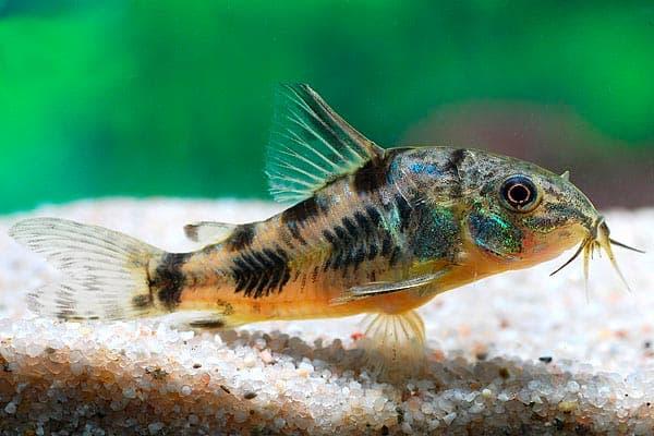 крапчатый коридорас