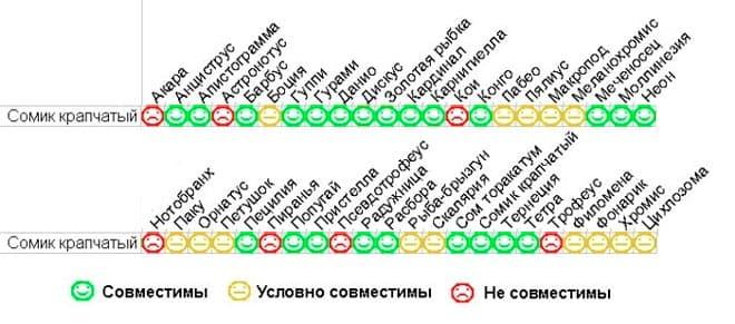 крапчатый сомик совместимость крапчатый сомик совместимость