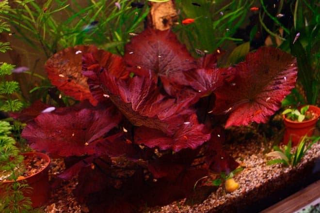 красная кувшинка красная кувшинка