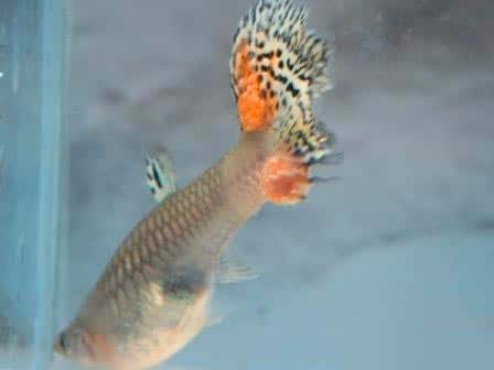 красная парша красная парша