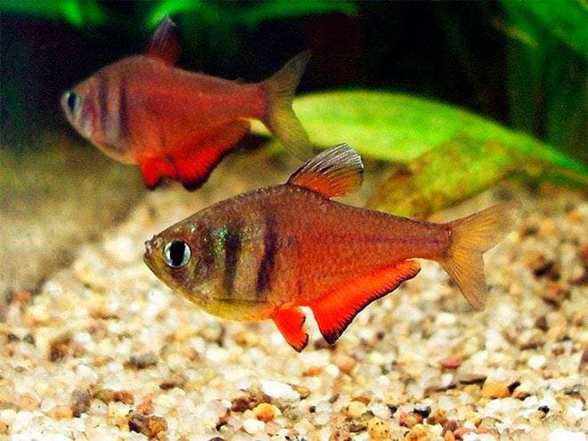 красная тетра красная тетра