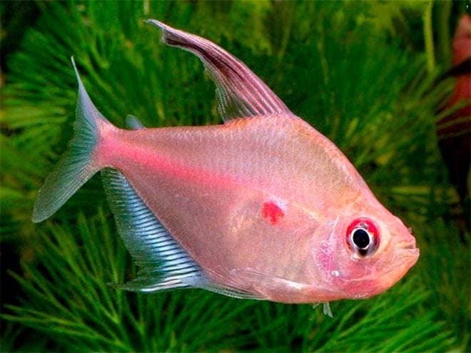 краснопятниская тетра краснопятниская тетра