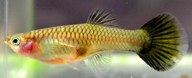 красные жабры красные жабры