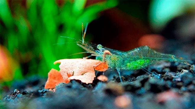 Аквариумная креветка ест Аквариумная креветка ест
