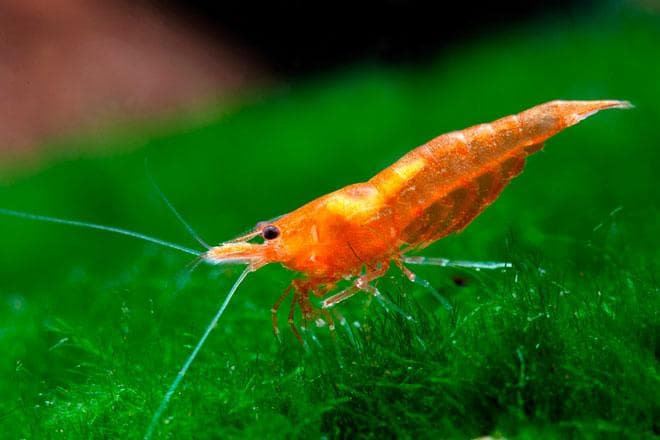 креветка креветка